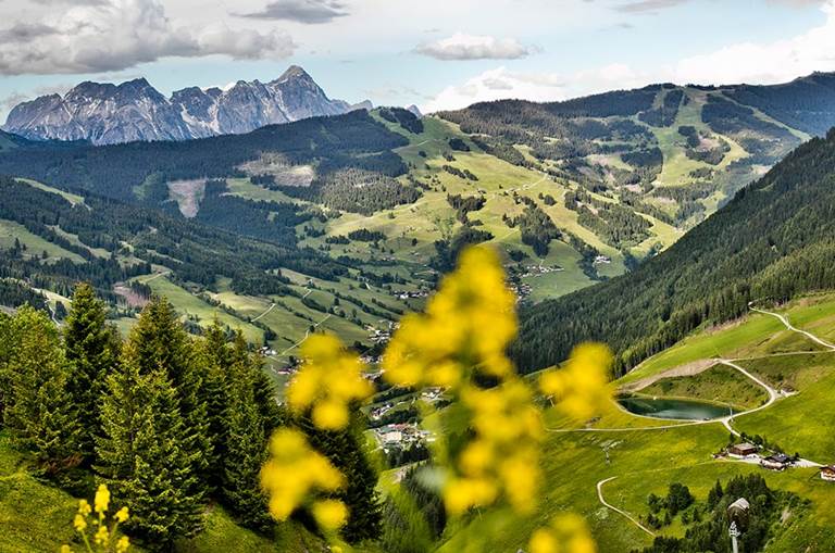 Landschaft Saalbach Hinterglemm Blühende Wiesen und Berge in den Alpen mit blühenden Blumen im Vordergrund